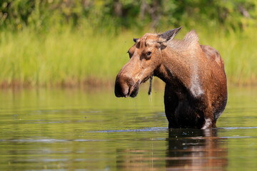 Wall Mural - Alaska moose, Alces alces gigas, Tanana River, Alaska, USA,
