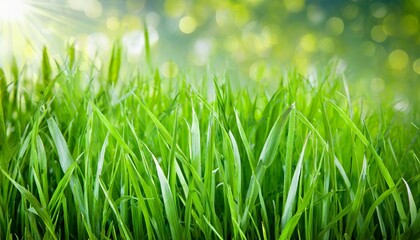 Wall Mural - fresh green grass against a background