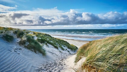 Wall Mural - dunes with beach grass at the wide beach at northern denmark high quality photo