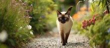 Blue-eyed Siamese Cat Wandering Down A Gravel Path Lined With Wild Flowers.