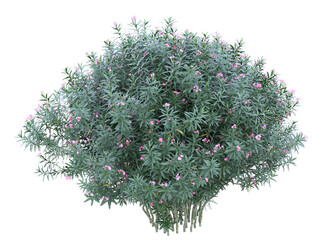 Wall Mural - Nerium flowers branch bushes shrub isolated