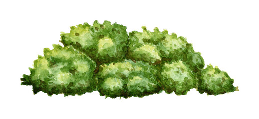 watercolor illustration of a green lush bush. element of natural bush with lush foliage. isolated on