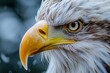 Majestic and fierce, a golden eagle's sharp beak and beautiful feathers are highlighted in a close-up shot, showcasing the wild beauty of this accipitridae bird