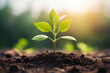 © Muhammad Shahzad - Green seedling growing from seed on blurred nature background, Ecology concept