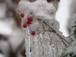frozen winter berries and icicles in snow storm