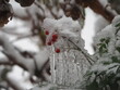frozen winter berries and icicles in snow storm