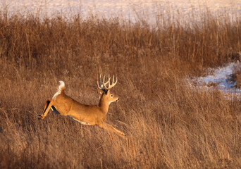 Wall Mural - big buck running flat out