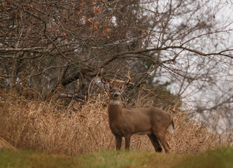 Wall Mural - stare down with a buck