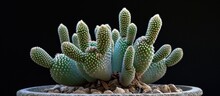 Brown-stemmed Tiny Cactus, Frailea Castanea.
