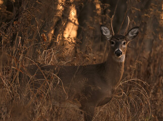 Wall Mural - spikehorn buck in nice light