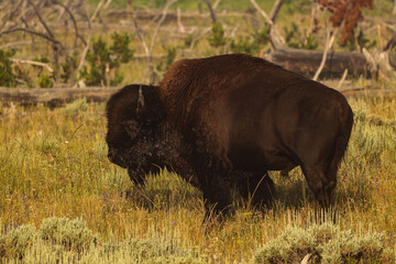 Wall Mural - bison in park national park