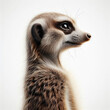 meerkat, suricata, Suricata suricatta, mongoose, high quality portrait, African, isolated white background.