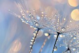 Fototapeta Dmuchawce - Macro shot of dew drops on a dandelion seed