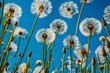  a close-up shot of dandelions in a field against a vibrant blue sky