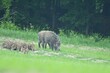 Wildboar mother with small wildboar piglet eating together on the meadow