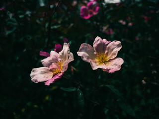 Wall Mural - Pink flowers