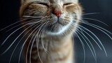 Fototapeta Uliczki - A cat's whiskers close-up, photographed from a front angle, highlighting the intricate details and sensory marvel of these facial features that contribute to a cat's graceful movements.