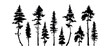 tall pine trees vector silhouette. silhouette of tall fir trees vector