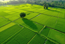 Aerial View Of Green Rice Field