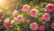 bush of pink roses summertime floral background