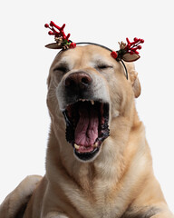 Wall Mural - sleepy golden retriever puppy yawning and wearing christmas headband