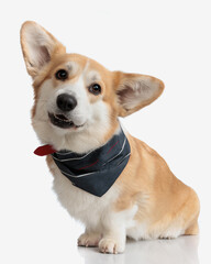 Wall Mural - cute welsh corgi wearing collar and bandana sitting