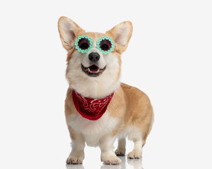 Wall Mural - happy corgi wearing sunglasses and red bandana