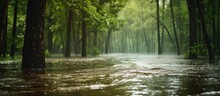 Heavy Rain In The Forest Can Lead To Flooding Due To Pooling, Overflowing Rivers, And Runoffs.