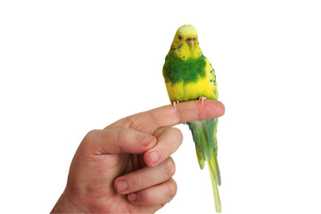 Wall Mural - budgie sitting on a finger isolated on a white background