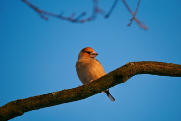 Poster -  grosbeak sits on a tree branch against a blue sky