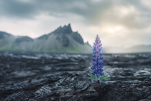 A Solitary Lupine Flower Growing In Spring In A Cooled Lava Field With Distant Mountains, Symbolizing Hope And Resilience Of Nature.
