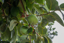 Green Persimmon Fruit Hanging On A Tree