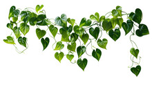 Plant Bush With Hanging Vines Of Green Heart Shape Leaf Isolated On White Or Transparent Background