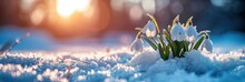 In The First Days Of Spring, Tender Snowdrops Emerge, Their White Blossoms Bringing Warmth.