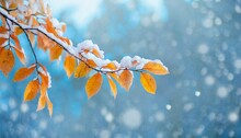 Beautiful Branch With Orange And Yellow Leaves In Late Fall Or Early Winter Under The Snow First Snow Snow Flakes Fall Gentle Blurred Romantic Light Blue Background For Design