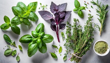 Wall Mural - collection of fresh herb leaves thymeand basil spices herbs on a white table food background design element with shadow on background