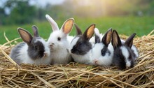 Five Small Adorable Rabbits Baby Fluffy Rabbits Sitting On Dry Straw Green Nature Background Bunny Pet Animal Farm Concept