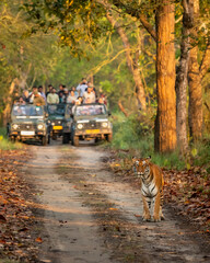 Wall Mural - wild female tiger or panthera tigris a showstopper head on road in morning territory stroll and blurred safari vehicles tourist in background pilibhit national park forest reserve uttar pradesh india