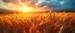 Sunset or sunrise in an agricultural field with ears of young golden rye on a sunny day. Landscape.