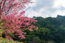 Wild Himalayan Cherry Blooming Against The Forest Background.