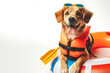 cute dog wear life vest and floatation device Isolated on solid white bright background. ai generative