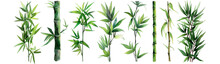 Watercolor Of Illustrated Bamboo Stalks And Leaves, Detailed And Harmonious, Pop Against A Isolated On Transparent Or White Background