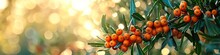 Sanddorn Beeren Am Zweig, Reife, Orange Farbene Früchte Vor Verschwommenen Hintergrund Mit Leerraum Für Marketing, Text, Werbung