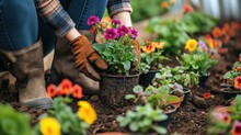 Hands Of A Woman Gardener Replant Flowers In Pots And Old Retro Boots    