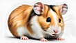 Isolate Cute Hamster