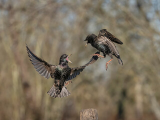 Wall Mural - Common starling, Sturnus vulgaris