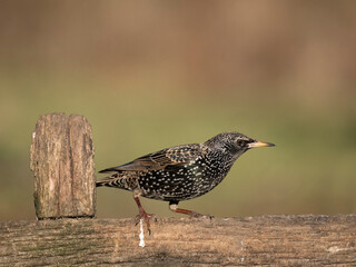 Poster - Common starling, Sturnus vulgaris