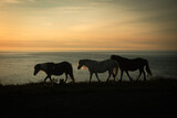Fototapeta Konie - Three horses walking  across the  coast  overlooking the  sea  at  sun set   Strumble  head  Pembrokeshire 