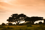 Fototapeta Sawanna - Drzewo akacji na afrykańkiej sawannie o zachodzie słońca