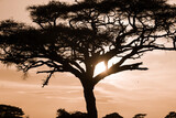 Fototapeta Sawanna - Drzewo akacji na afrykańkiej sawannie o zachodzie słońca
